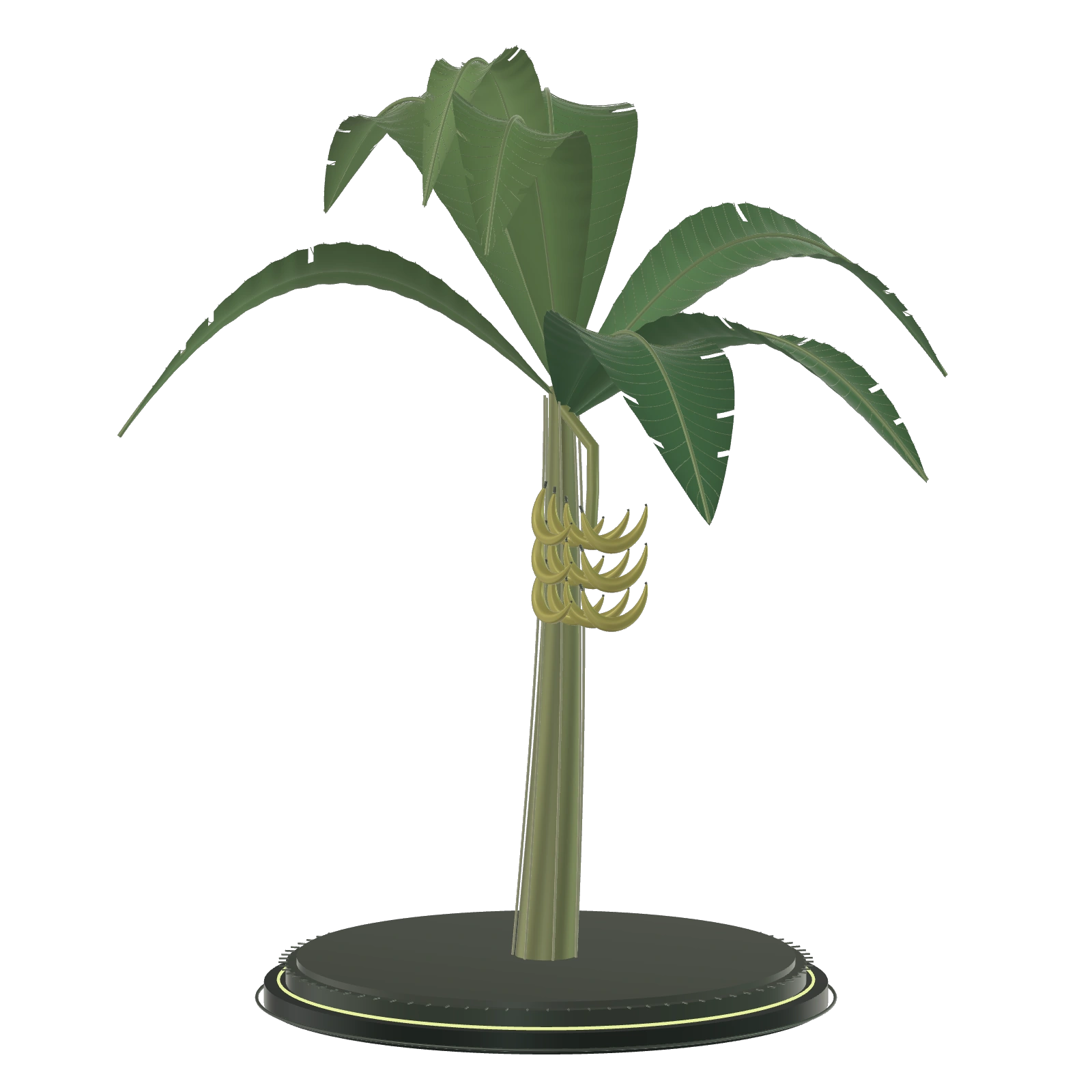 The fully grown community banana tree on its illuminated pedestal